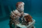 Credit: Jason deCaires Taylor MOUA