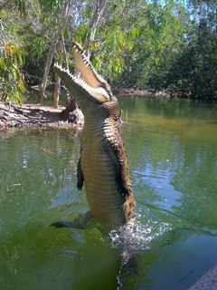 Crocodile Attack Show Near Port Douglas In Tropical North Queensland