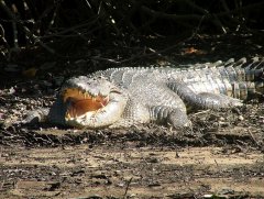 Crocodile showing teeth