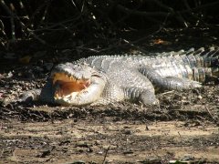 Daintree Rainforest Tours - Crocodiles 