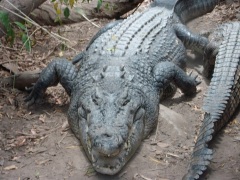 Daintree Rainforest Tours - Crocodiles