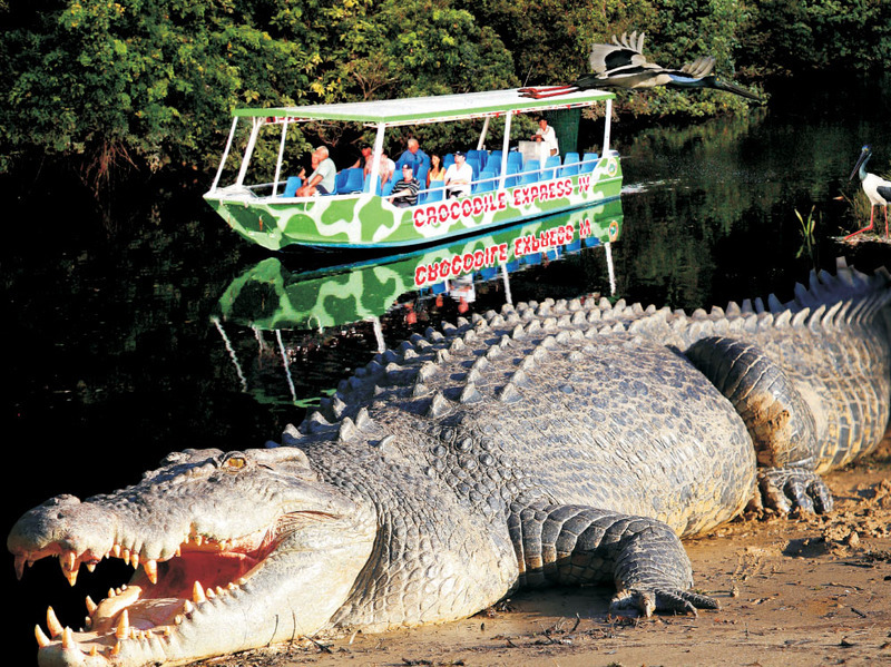 cape tribulation croc tours