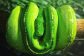 Daintree Rainforest Tours - Green Snake