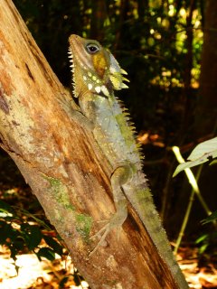 Daintree Wildlife 