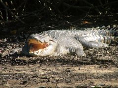 Daintree Wildlife | Crocodile & wildlife spotting Daintree River Cruise