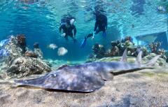 Snorkelling in the Living Reef | Daydream Island Resort, Great Barrier Reef
