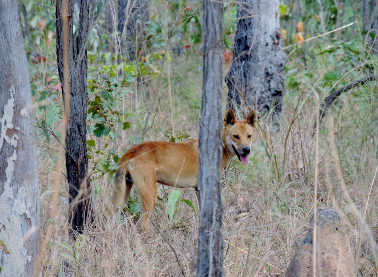Cape York Ultimate 11 Day Cape York Camping Fly/Drive Safari NW