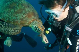 Diving With Sea Turtles | 2 Day 1 Night Liveaboard Sailing Boat