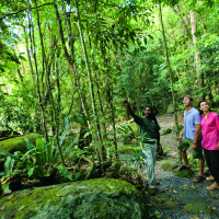 Dreamtime Walk Mossman Gorge - Port Douglas Combo Tour