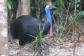Experience rare and exotic wildlife in the Daintree - Rainforest Cabin Accommodation