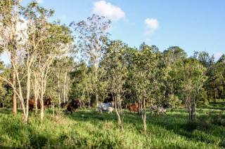 Cairns Night Tours in A Hummer 