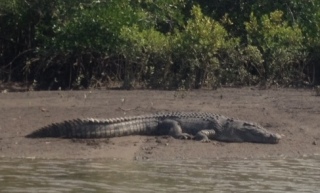 Explore The Australian Outback - Crocodile on the River Bank