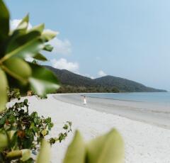 Explore the stunning natural beauty of Daintree, Cape Tribulation