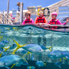 Family Fun Day On The Great Barrier Reef | Children's Swimming Pool