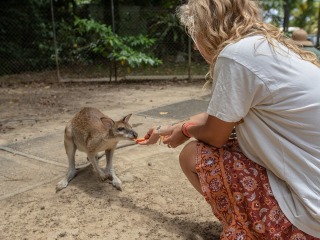 Feed native Austalian animals in the Daintree Rainforest