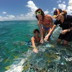 Feed the fish on the Great Barrier Reef Tour