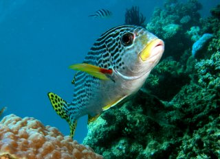 Fish of the Great Barrier Reef