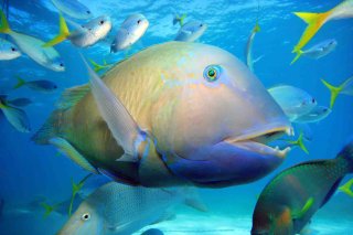 Fish on The Great Barrier Reef
