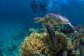 Fitzroy Island Resort Sea Turtles