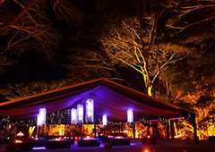 Port Douglas Dinner in the Rainforest