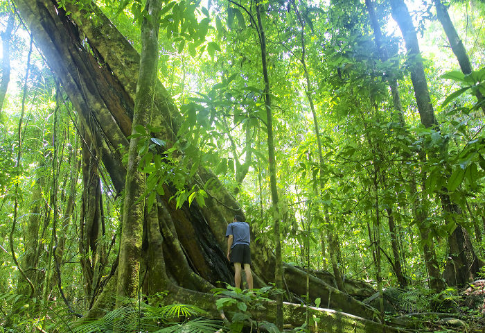 daintree specialised tours