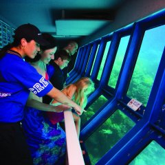 Cairns Reef Trip - Pontoon Underwater Observatory - Watch all the snorkellers, divers and fish - Great Barrier Reef tour from Cairns 