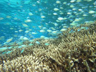 Coral Gardens At Low Isles | Great Barrier Reef Tropical North Queensland