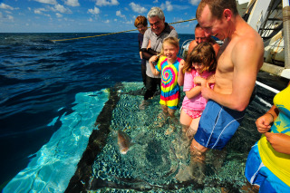 Great Barrier Reef Fish Feeding Session On The Back of The Cruise Ship 