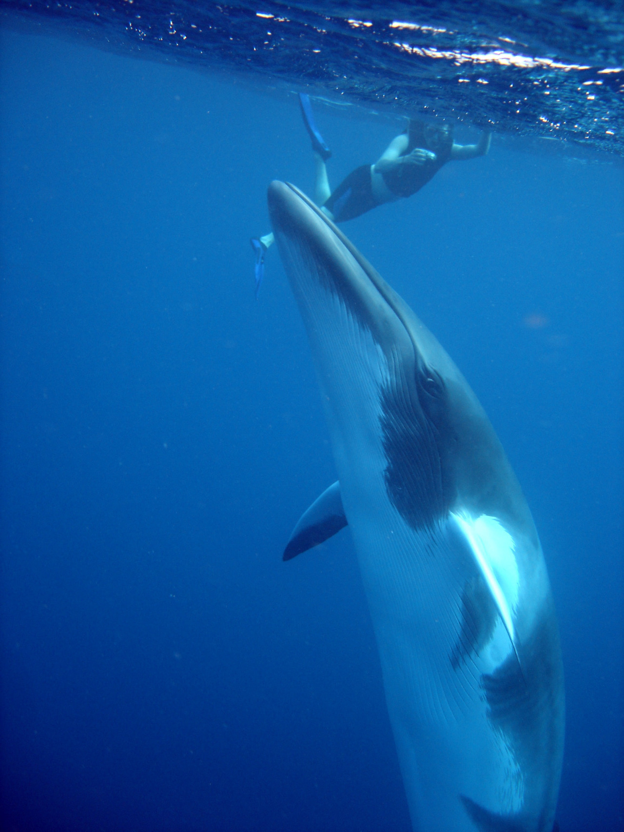 Dive with Sharks, Swim with Minke Whales Great Barrier Reef | 5 Star