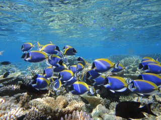 Great Barrier Reef Marine Life - Great Barrier Reef tours 