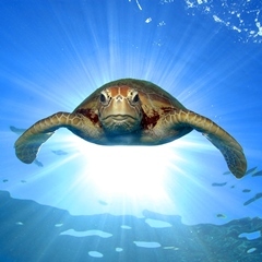 Great Barrier Reef Sea Turtle