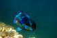 Great Barrier Reef Tours Port Douglas - Vibrant Fish 