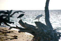 Green Island Birdlife