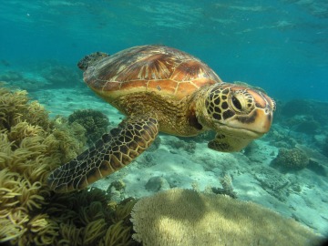 Green Sea Turtle