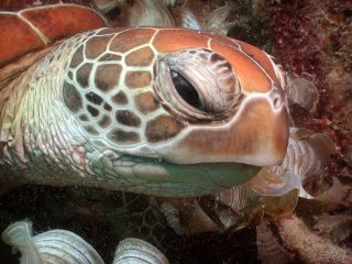 Green Sea Turtles At Low Isles | Reef Day Trip To Low Isles