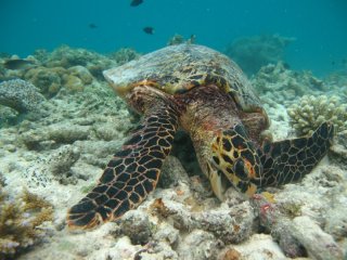 Green Sea Turtles - Green Island Sailing Cruises, Cairns Queensland Australia