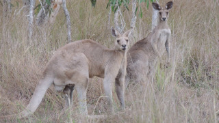 Grey Kangaroos