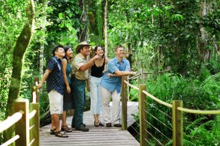 Guided Rainforest Tours on the Skyrail Gondala tour 