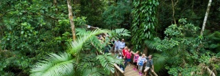Guided tours of the elevated boardwalks in the Daintree Rainforest