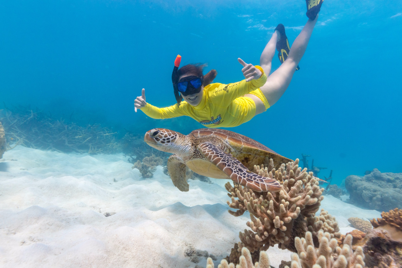 snorkel trip cape tribulation