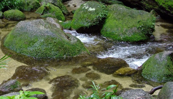 Daintree Rainforest Mossman Gorge Aboriginal Cultural Tour