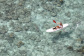 Lizard Island All Inclusive Resort - Great Barrier Reef