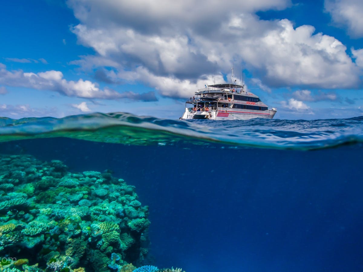 Cairns Liveaboard Dive Trips 4 Nights Cod Hole Ribbons