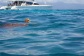 Luxury Reef Trip Port Douglas - Sea Turtle 