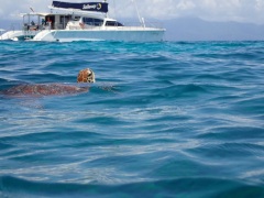 Luxury Reef Trip Port Douglas - Swim with Turtles