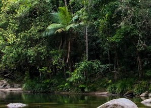 Mossman Gorge hiking tour