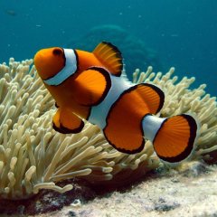 Multitudes of marine life on Australia's Great Barrier Reef