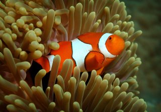 Find Nemo On The Great Barrier Reef Australia | Full Day Reef Trips Or Overnight