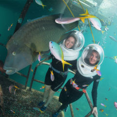 Non-swimmers can do Seawalker and go to the bottom of the ocean on the Great Barrier Reef