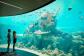 Observatory Living Reef |  Daydream Island Resort, Great Barrier Reef